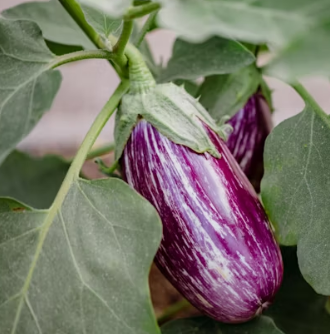 가지 효능 놀라운 9가지 부작용 고르는법 칼로리