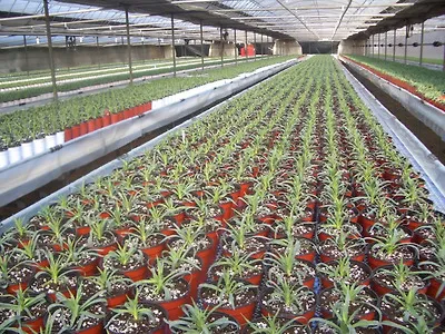 카네이션 재배 삽목 번식 거름 주기 연중 개화_3