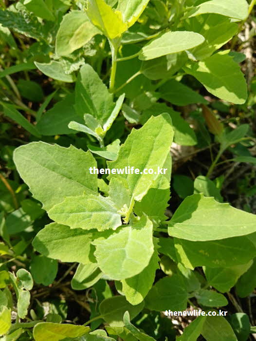 명아주 나물 효능 영양 성분 베타인 실사진