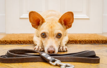 리드선과 강아지