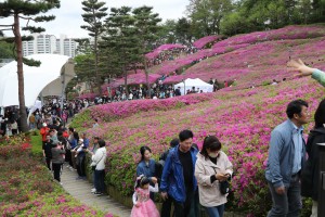 경기 군포 철쭉축제: 기간,행사내용,주차장,볼거리,맛집