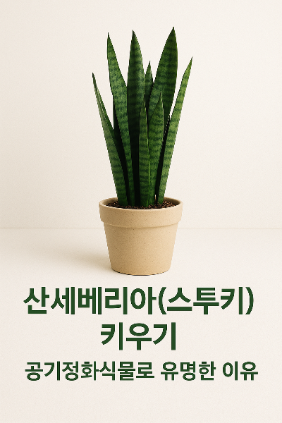 산세베리아(스투키) 키우기 &ndash; 공기정화식물로 유명한 이유