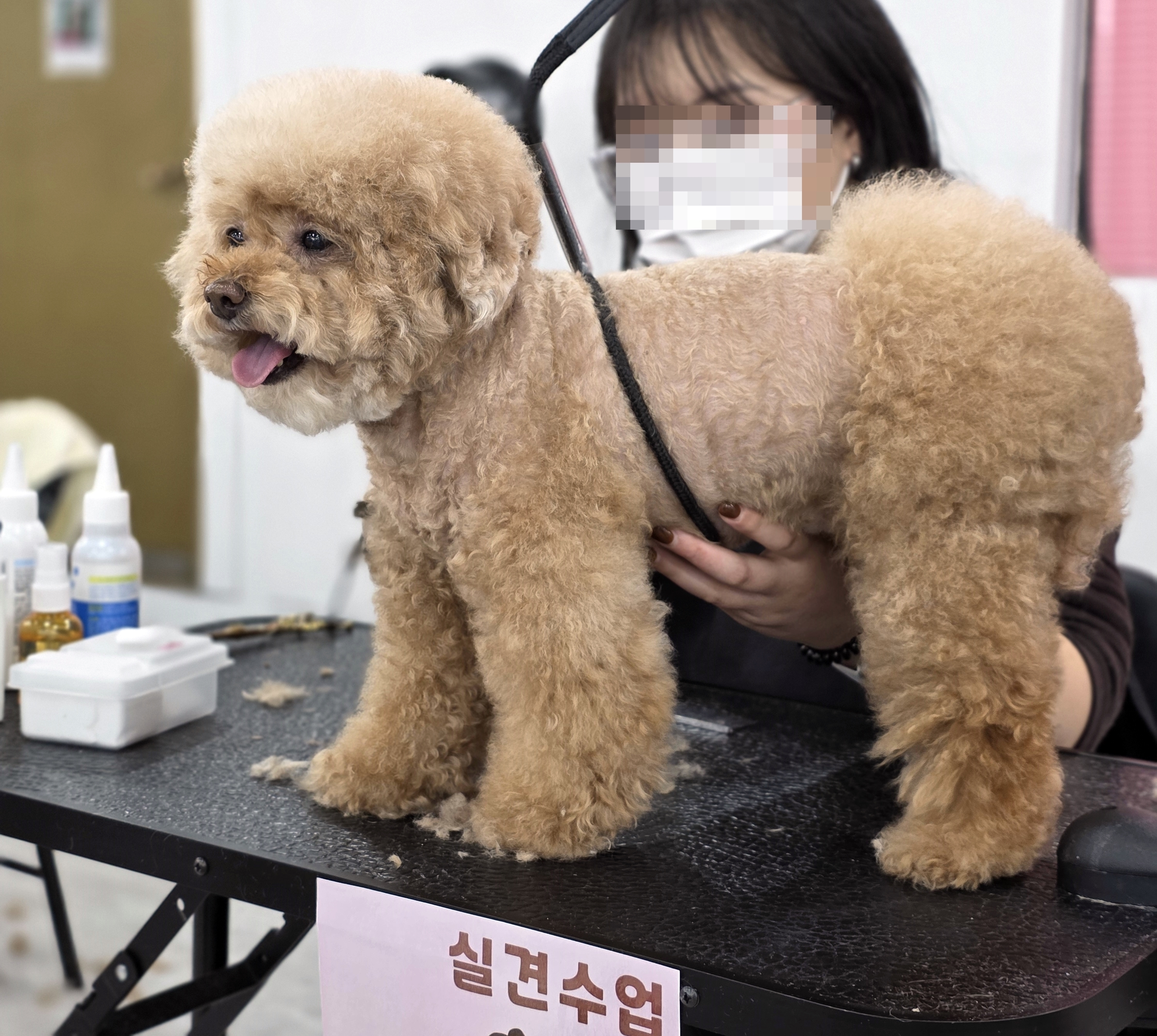 광진구애견미용자격증