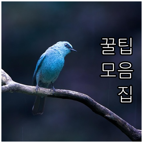 2025년 용산구 100세 어르신 1..