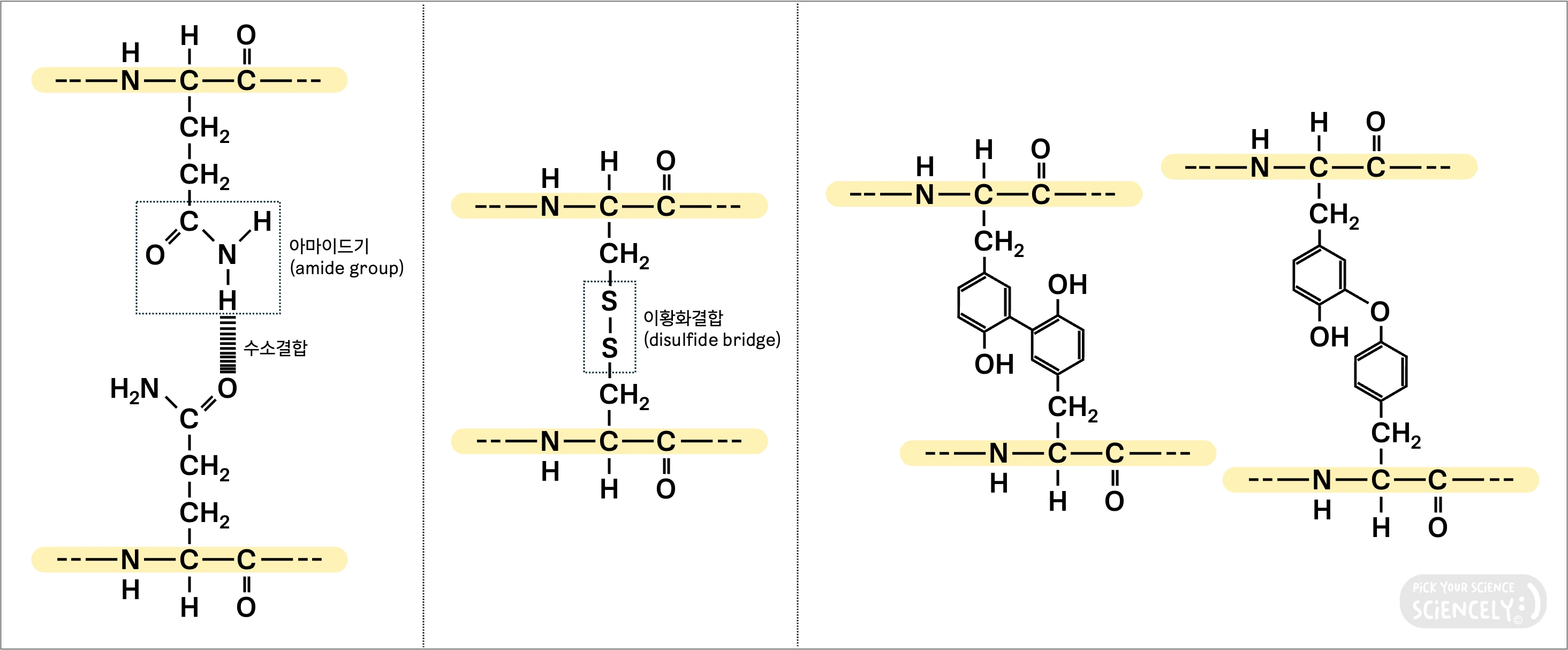 글루텐 형성, 글루테닌, 글리아딘, 단백질 풀림, 아미노산 결합, 분자 간 상호작용, 글루타민, 아마이드 곁사슬, 수소결합, 시스테인, 시스틴, 산화, 이황화결합, 티로신, 교차결합, 공유결합