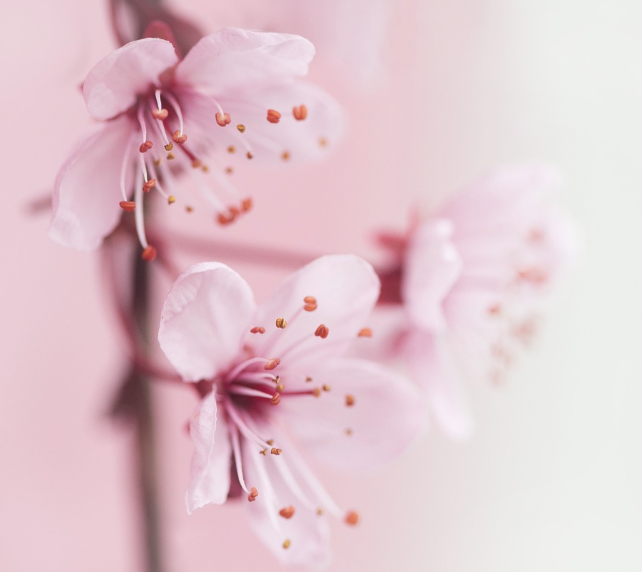 전국 벚꽃 축제 일정 총정리