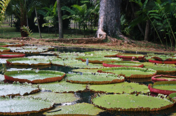 모리셔스 신혼여행