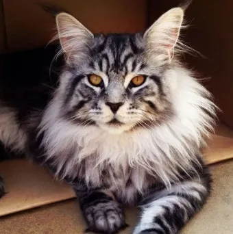 메인쿤 고양이 유전병_10