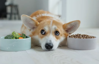 강아지/출처:어도비스톡