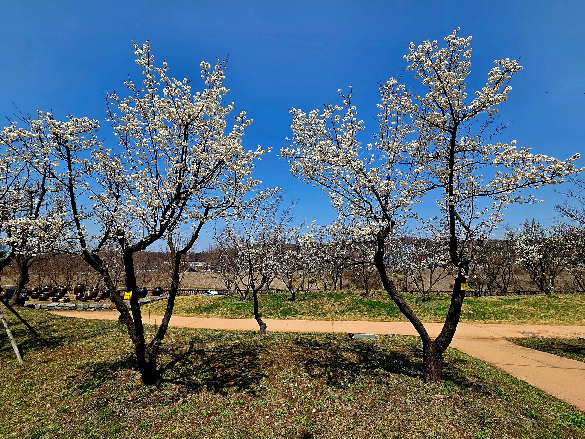2025년 경인 아라뱃길 매화동산&amp;#44; 인천 매화마을: 주차&amp;#44; 먹거리