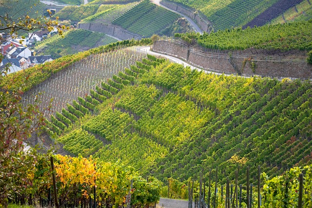 피레니스 와인 산책로 포도밭 풍경