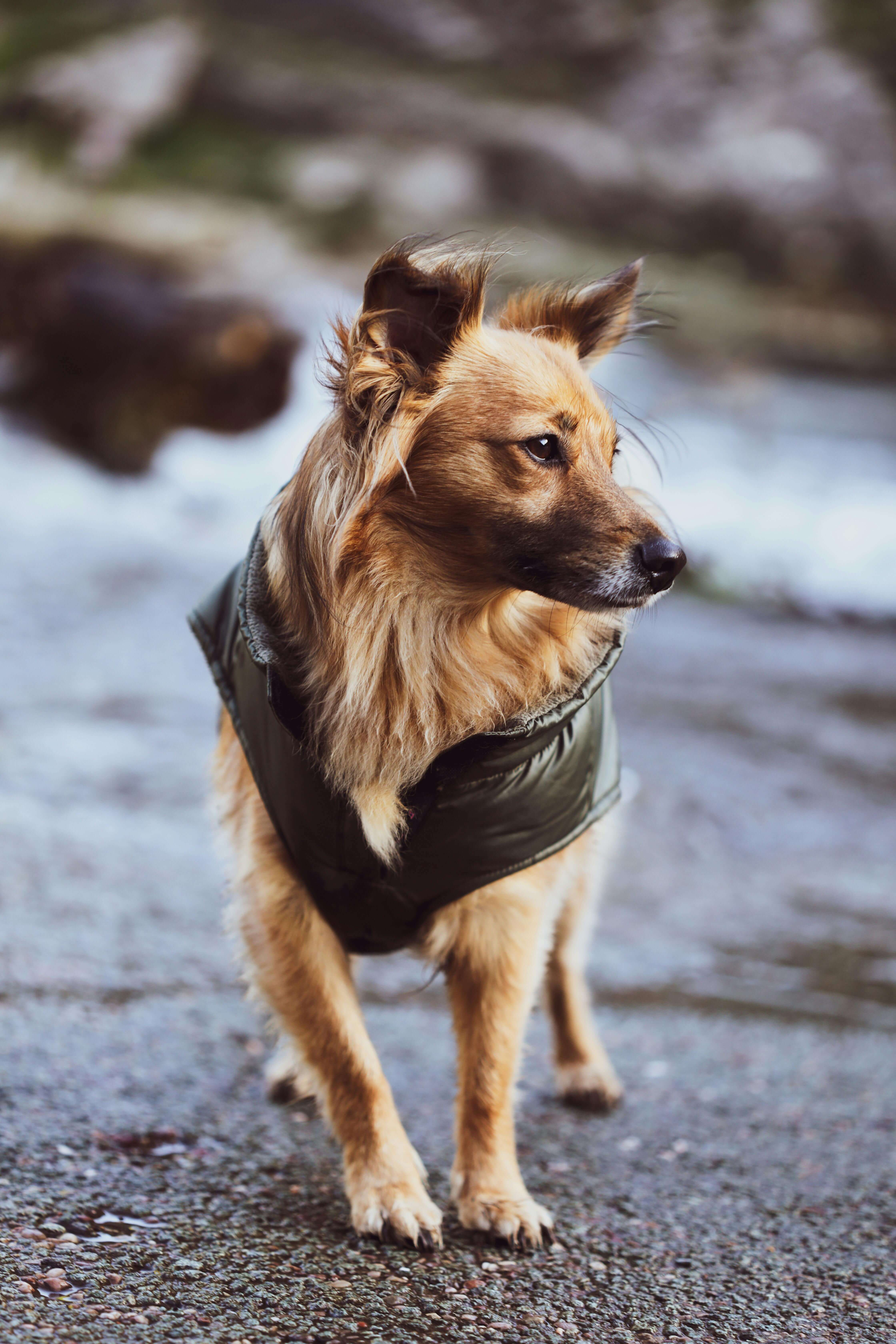 보호자가 가장 많이 묻는 펫보험 보험금 청구 FAQ 10가지 총정리