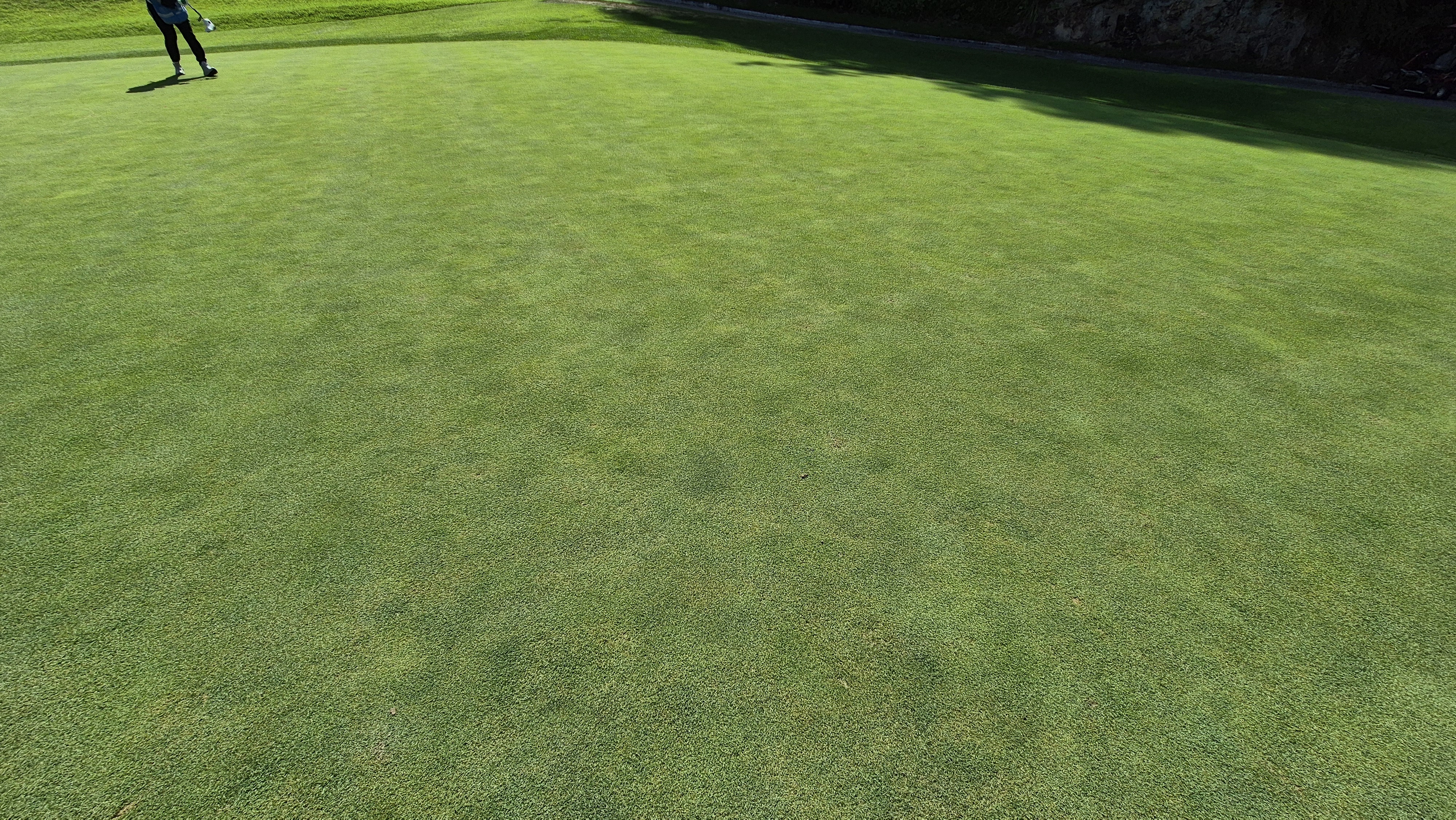 대영힐스cc 청-력 코스 라운드 후기