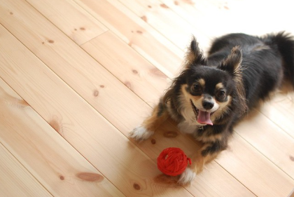 장난감을 가지고 노는 치와와.