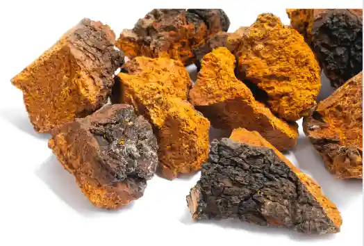 차가버섯 효능 및 부작용 섭취시 주의점