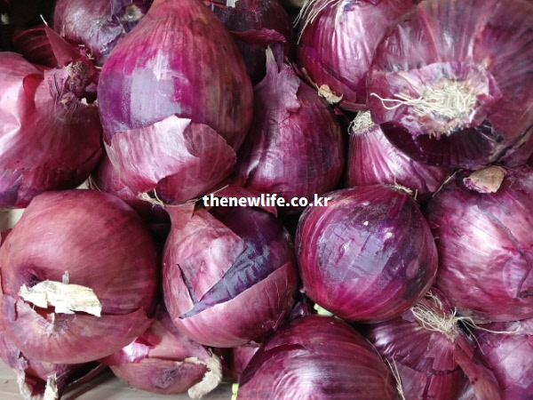 일반 양파보다 항산화 성분이 풍부해 피부 미용에 더욱 좋다고 알려진 붉은빛의 신선한 자색 양파(적양파) 실물 클로즈업 사진