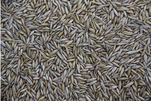 카무트 효소 내돈내산 후기