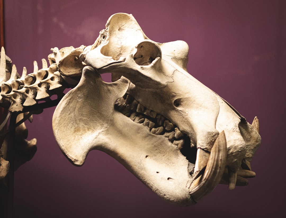 Fossil