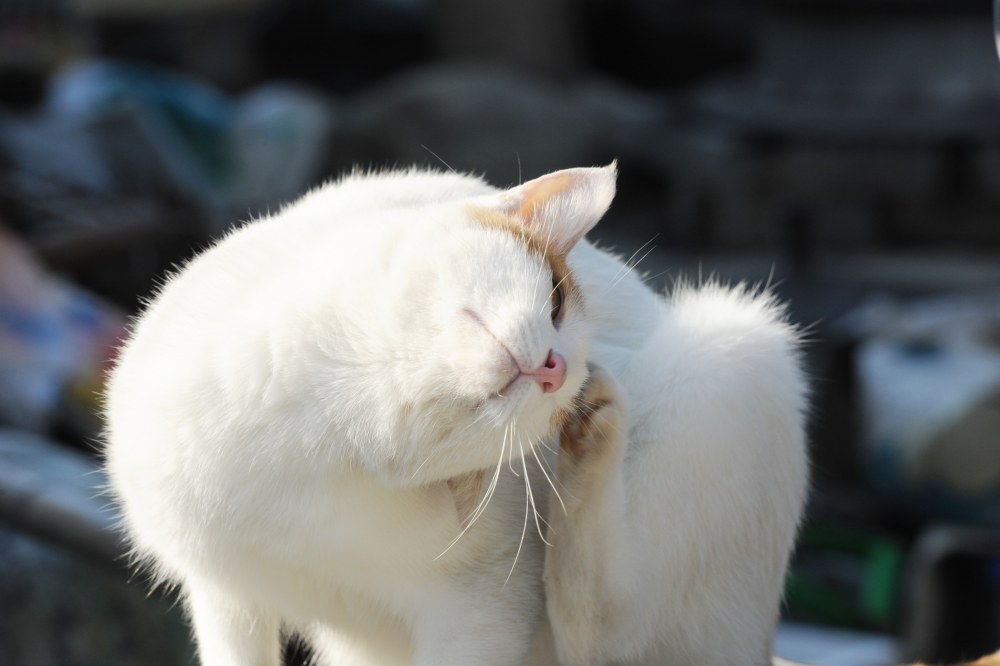 시골집 고양이 흰디