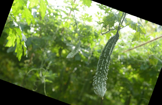 여주 효능 부작용