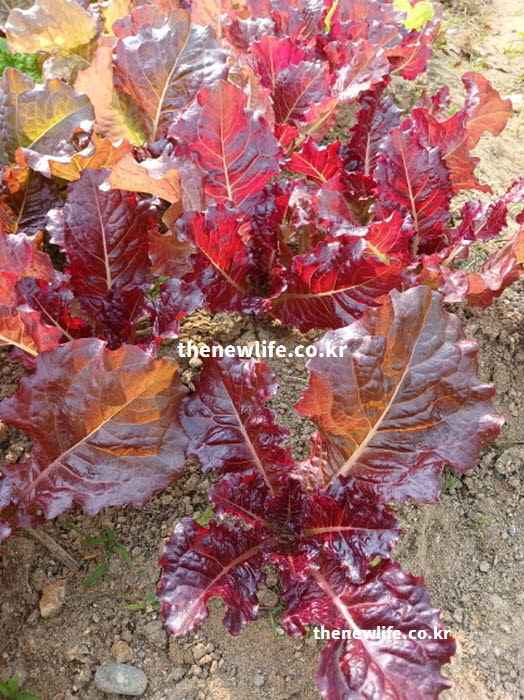 풍부한 수분과 비타민C가 피부 장벽을 강화하고 멜라닌 침착을 막아주는 상추