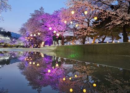 렛츠런파크 야경 벚꽃 축제