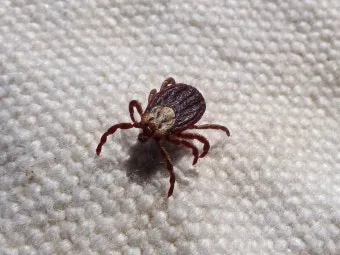 진드기 물린자국 대처법 참진드기 빨간 진드기 증상 확인_19