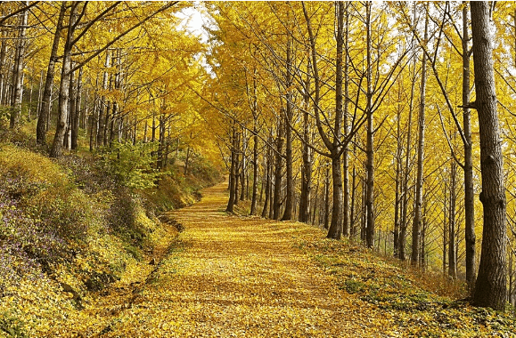 2024 에버랜드 비밀의 은행나무 숲 스마트 예약방법 프로그램 일정표 셔틀버스노선표 보기