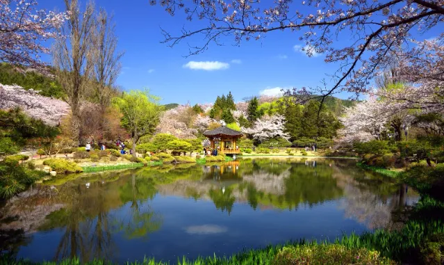 숨은 벚꽃 명소-보문정