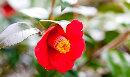 서천 동백꽃 주꾸미축제