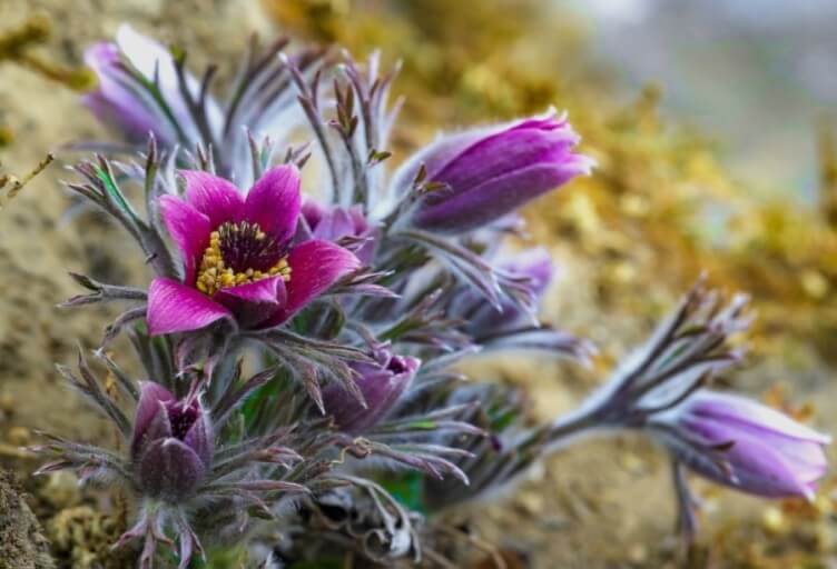 정선동강할미꽃축제사진