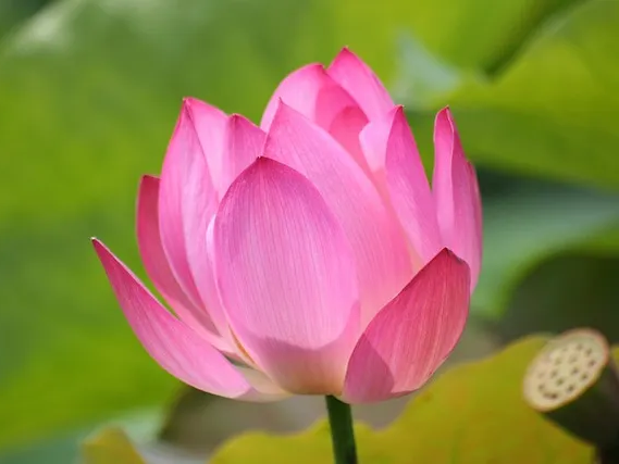 연꽃의 뿌리 연근