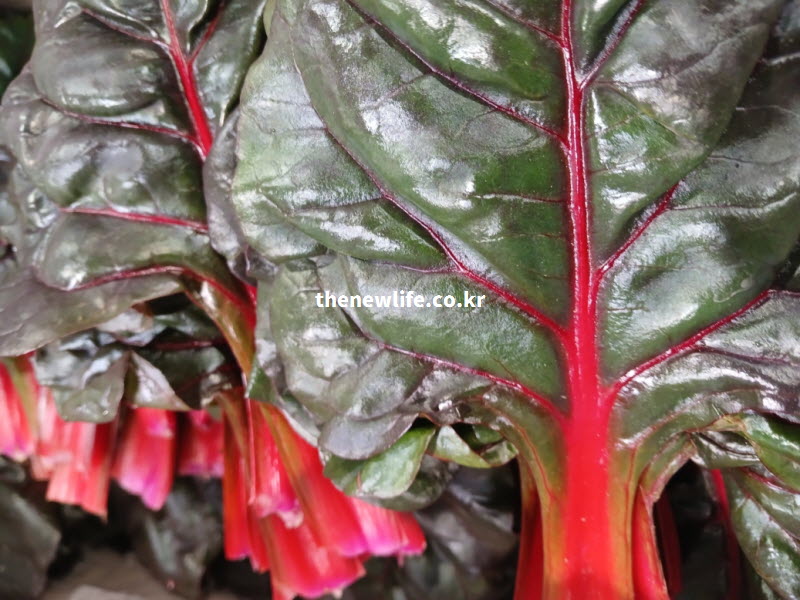 눈 건강에 좋은 영양 성분이 가득한 짙은 녹색 잎과 붉은 줄기의 신선한 적근대 실사진