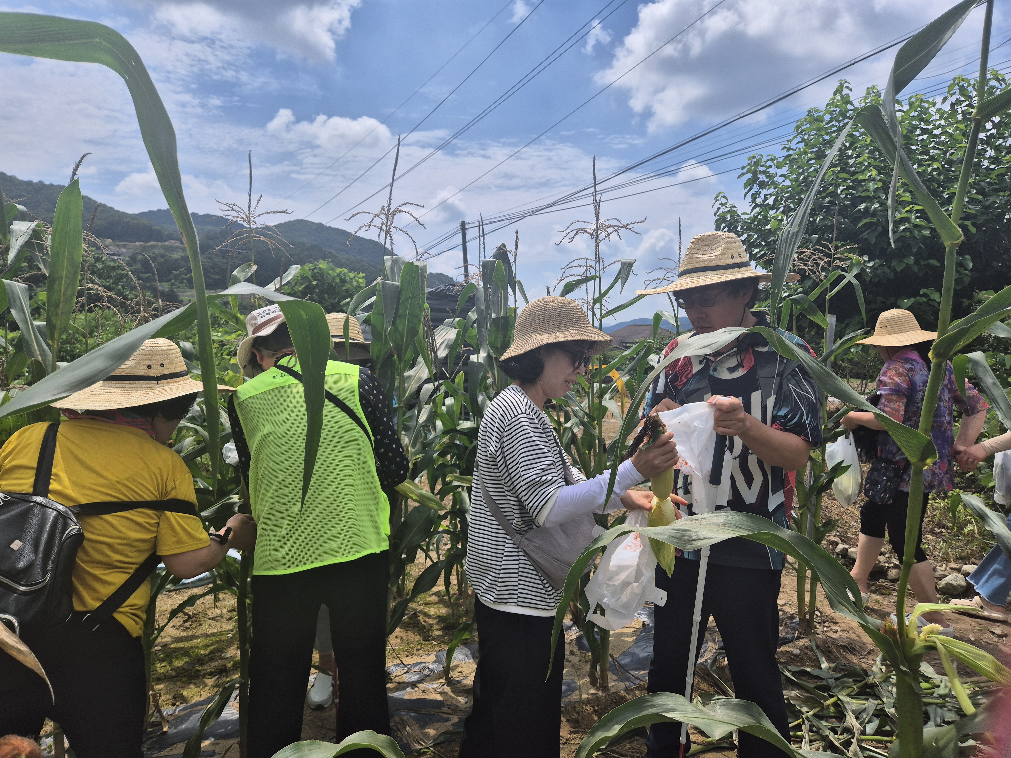 옥수수 밭에서 옥수수를 따는 모습