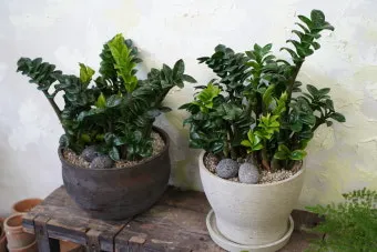 보석금전수 물주기 키우기 잎꽂이 꽃 노란잎 관리 재물운_24