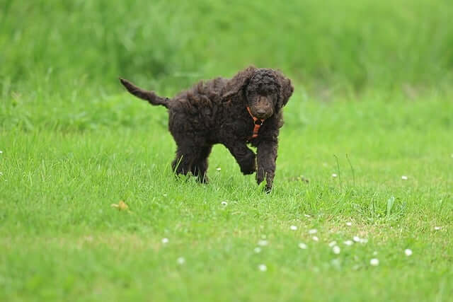 애견 동반 국립 자연휴양림 5곳