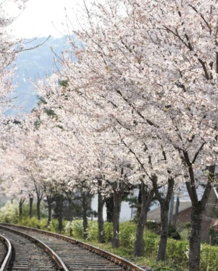 2025 춘천 벚꽃, 개나리, 진달래 개화시기, 축제