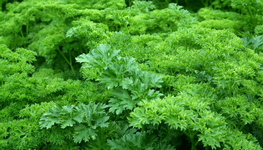 숲을 이뤄 파슬리가 자라고 있다