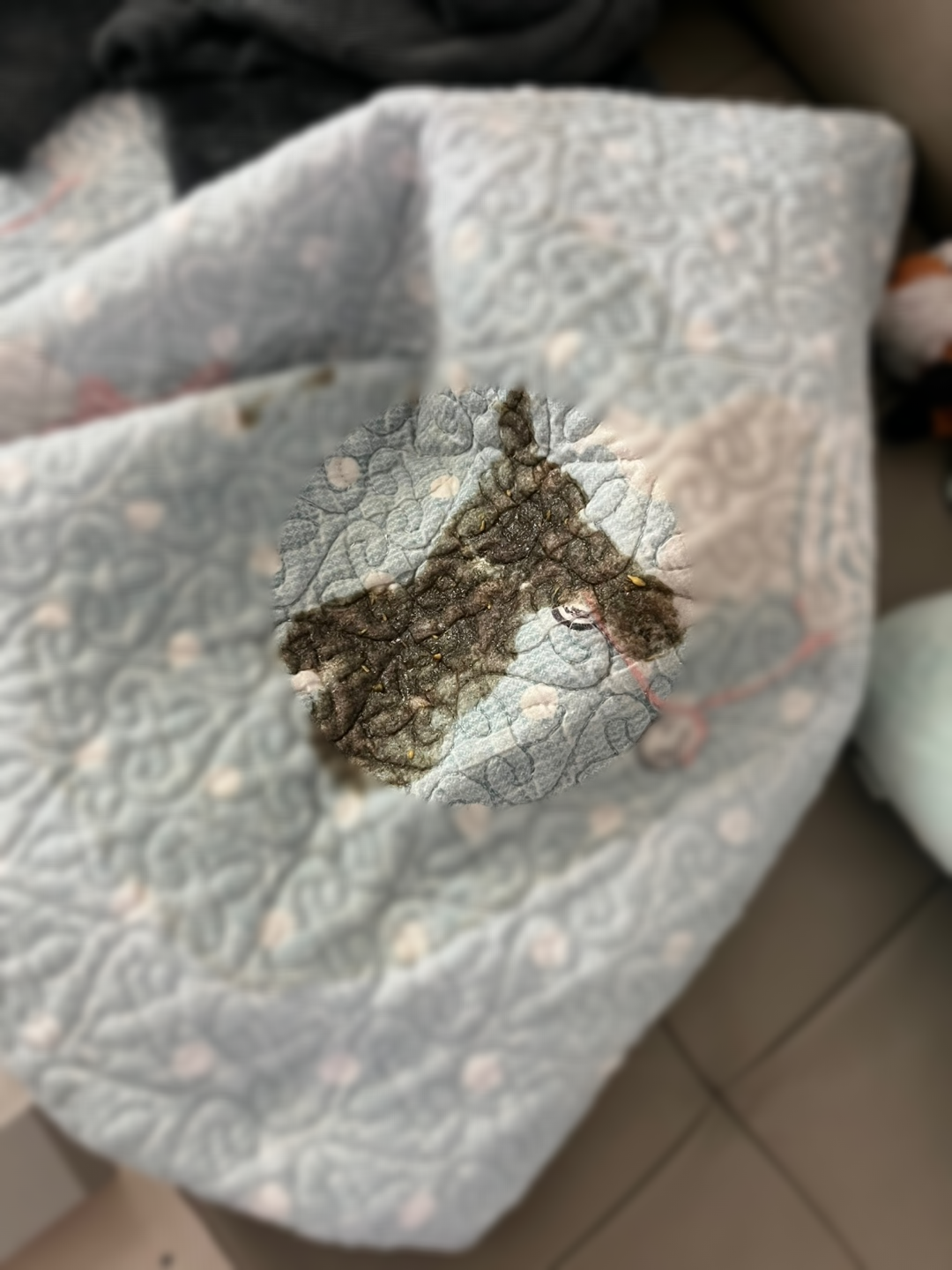 강아지 짙은 갈색 토