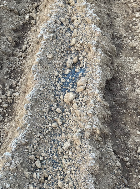 토양에 살포한 모습