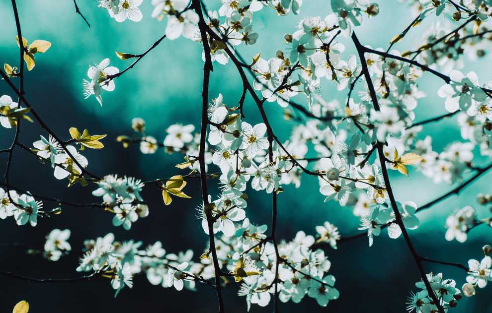 봄철 반려식물 관리