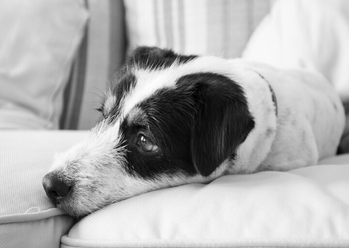 펫로스증후군-치료