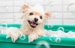 강아지 샴푸 추천 