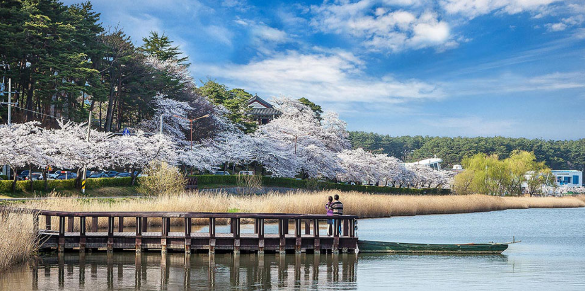 경포호수와 벚꽃