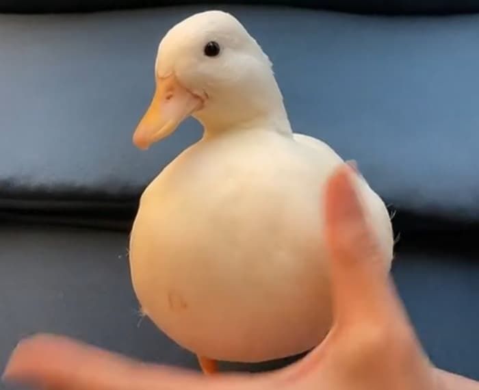 오리