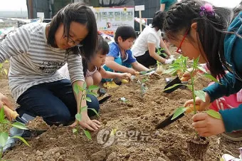 텃밭 가꾸기 모종 선택 파종 시기 물주기 비료 초보 가이드_5