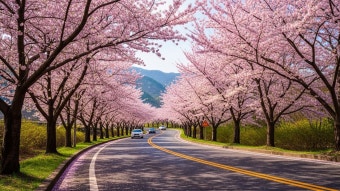 도로의 벚꽃길