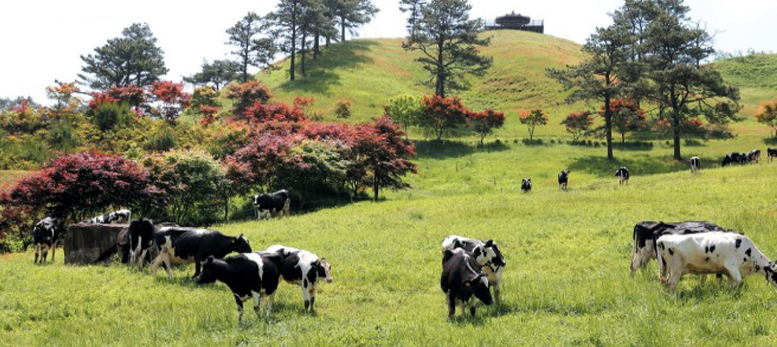 출처- 지리산치즈랜드 공식홈페이지 구례 지리산 치즈랜드 수선화 실시간 4월 국내여행 추천