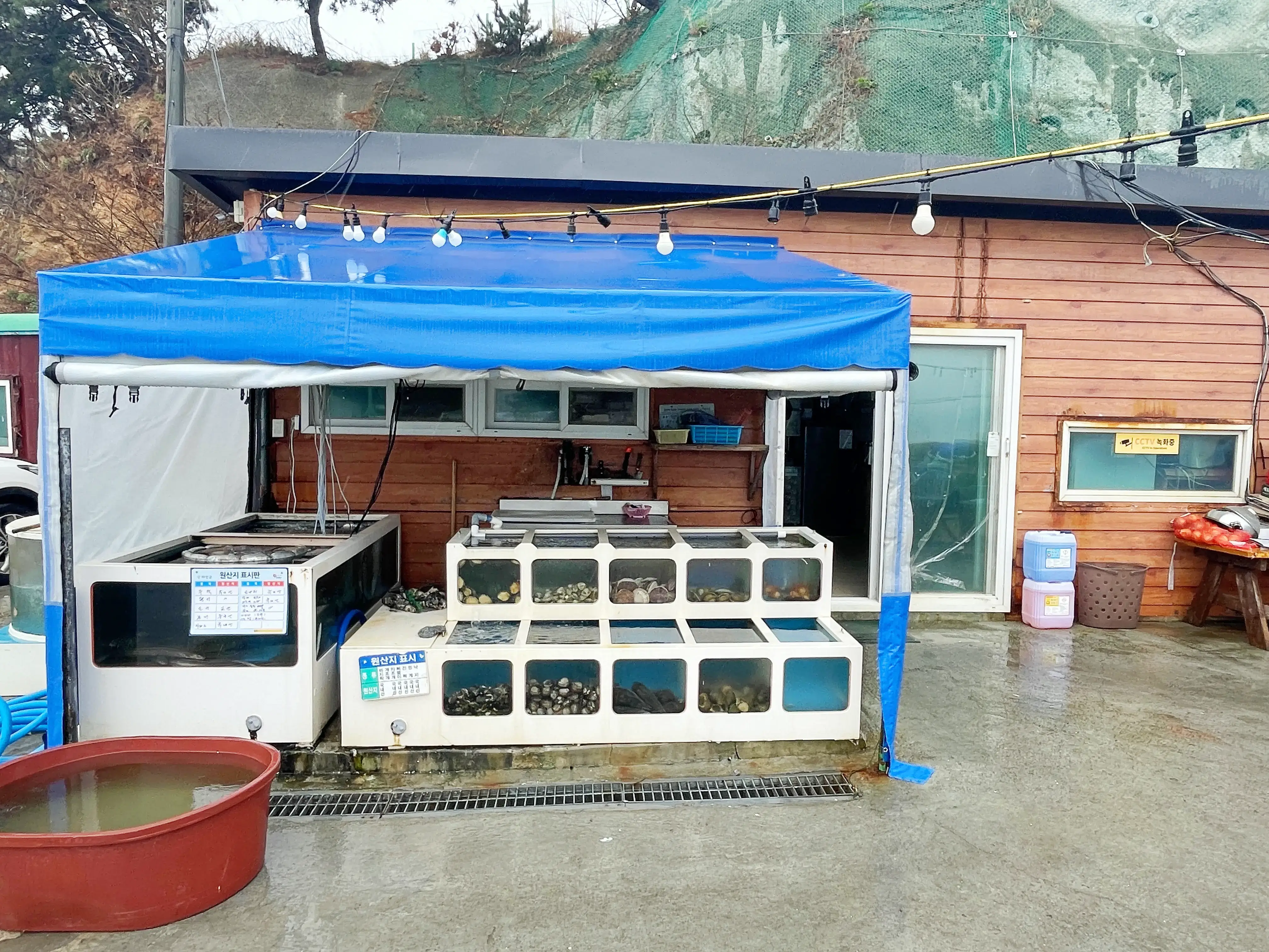 식당 앞이며, 신선한 조개 및 생선이 담겨져 있는 수조 모습