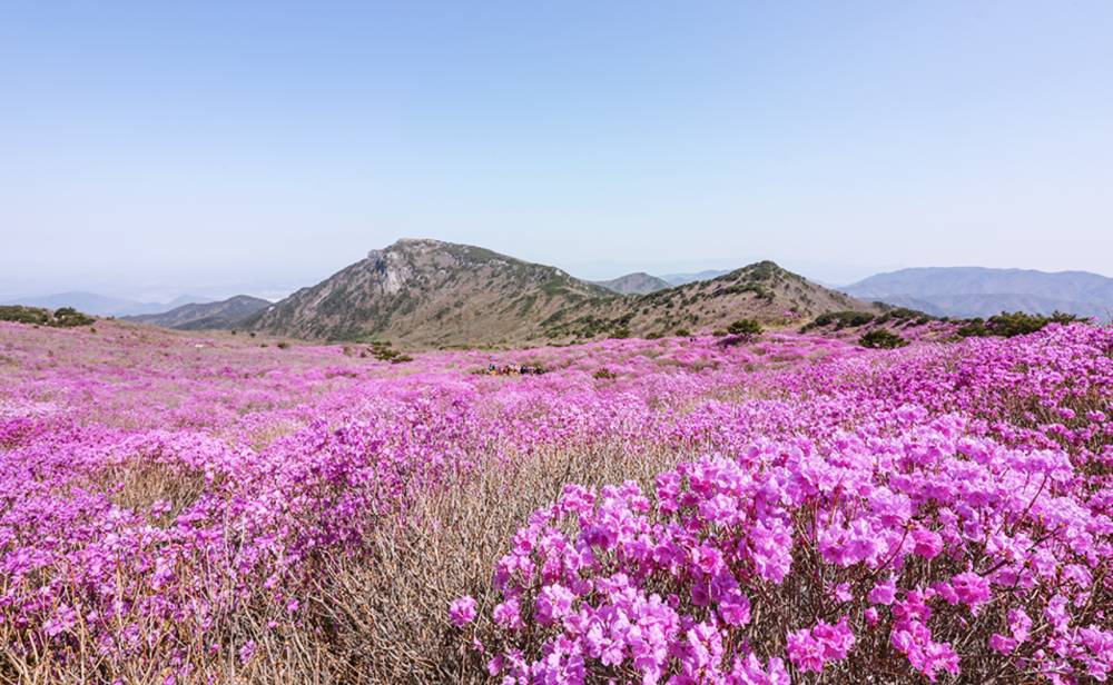 대구 비슬산 참꽃 축제